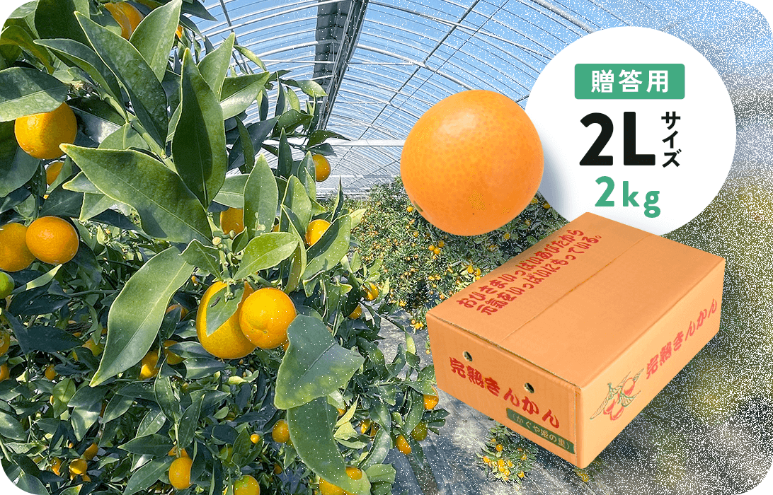 【送料込み!】完熟きんかん2kgー贈答用ー