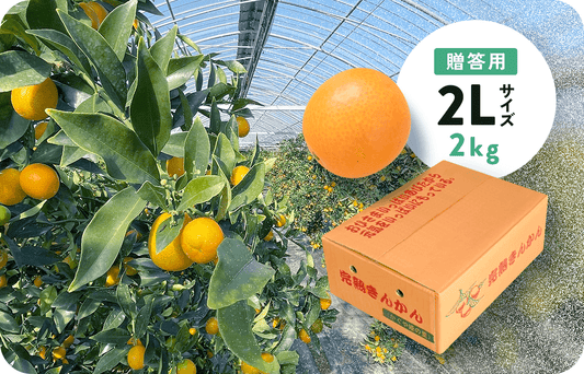 【送料込み!】完熟きんかん2kgー贈答用ー