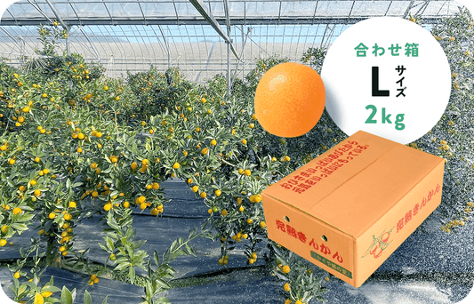 【送料込み!】完熟きんかんL ーあわせ箱ー